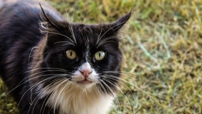 16 октября отмечают День диких кошек