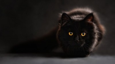 27 октября отмечают День черной кошки