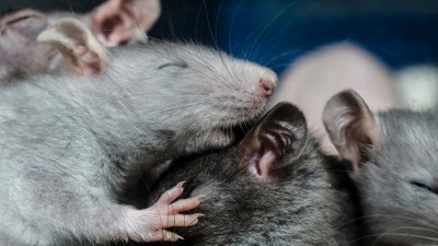 Всемирный день крысы отмечают 4 апреля